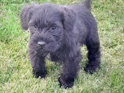 Beautiful purebred Miniature Schnauzer puppies for sale