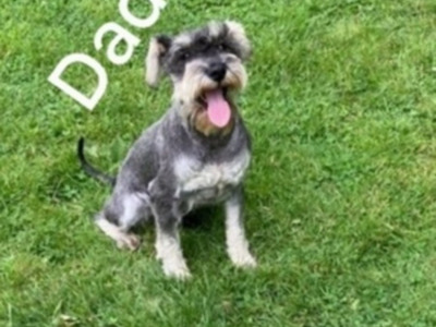 Beautiful purebred Miniature Schnauzer puppies for sale