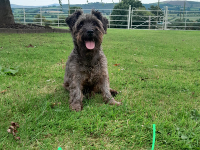 Beautiful purebred Miniature Schnauzer puppies for sale