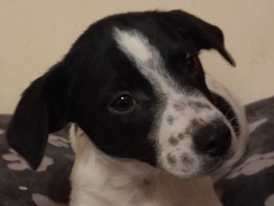 Cocker Spaniel x JRT puppies  🐶