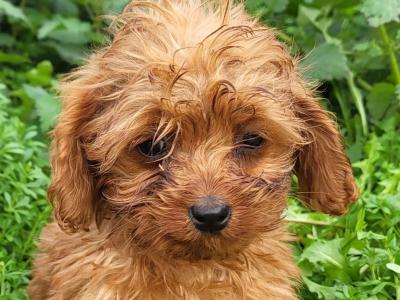 Tea cup size Cavapoos Puppies