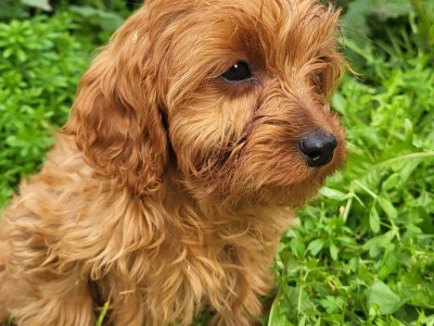 Tea cup size Cavapoos Puppies