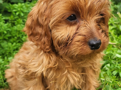 Tea cup size Cavapoos Puppies