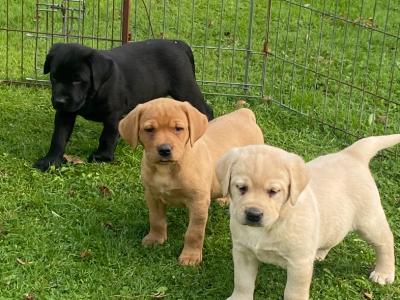 4th Generation chunky style Labrador puppies in Offaly