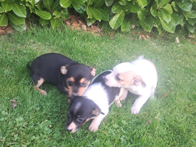 2 beautiful Jack Russell pups in Tipperary