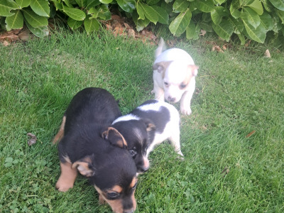 2 beautiful Jack Russell pups in Tipperary