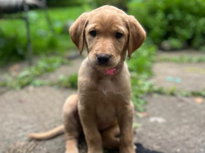 Lovely Labradoodle puppies in Westmeath