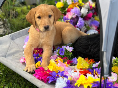 Lovely Labradoodle puppies in Westmeath