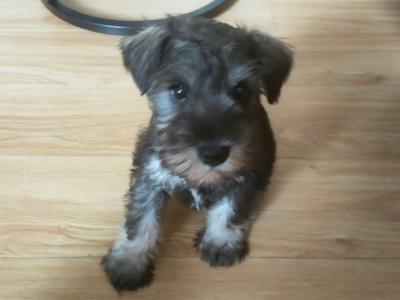 IKC Registered (pending) female Miniature Schnauzer puppy 4 months old in Galway