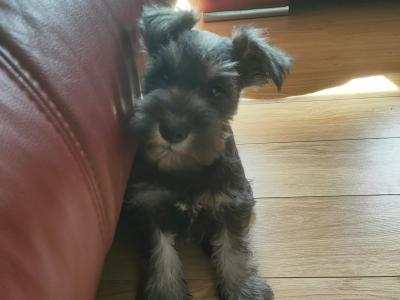 IKC Registered (pending) female Miniature Schnauzer puppy 4 months old in Galway