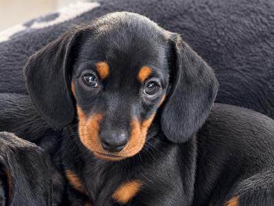 IKC Registered (pending) health tested miniature Dachshund puppies in Wexford