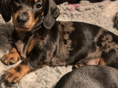 IKC Registered (pending) health tested miniature Dachshund puppies in Wexford