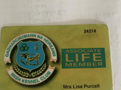 IKC Registered (pending) health tested miniature Dachshund puppies in Wexford