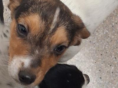 Adorable Cocker-Jack puppies 🐶
