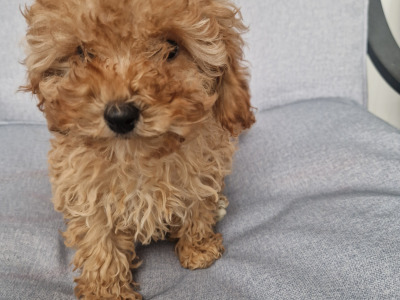 One gorgeous female Cavapoo puppy in Wexford