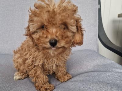 One gorgeous female Cavapoo puppy in Wexford