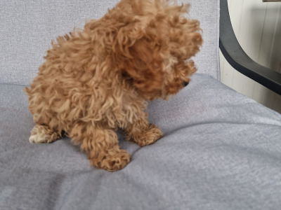 One gorgeous female Cavapoo puppy in Wexford