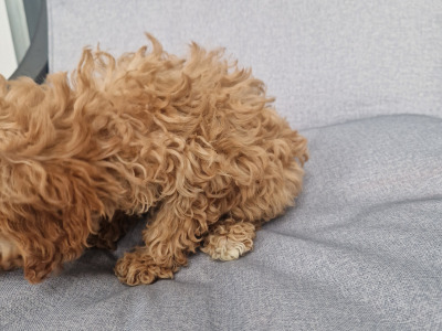One gorgeous female Cavapoo puppy in Wexford