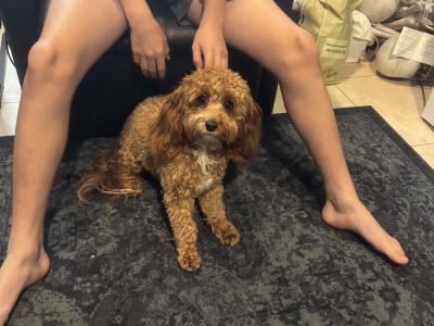 Vet check happy socialized Maltipoo x Cavapoo puppies in Longford