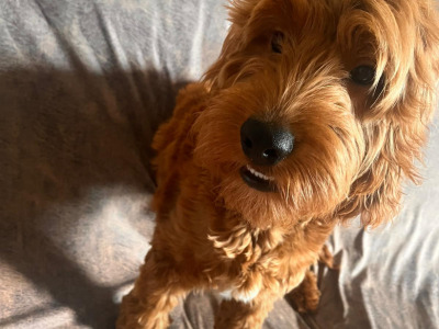 Vet check happy socialized Maltipoo x Cavapoo puppies in Longford