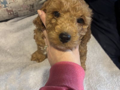 Vet check happy socialized Maltipoo x Cavapoo puppies in Longford