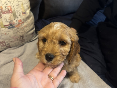 Vet check happy socialized Maltipoo x Cavapoo puppies in Longford