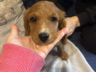 Vet check happy socialized Maltipoo x Cavapoo puppies in Longford