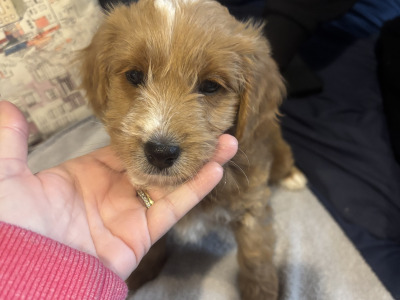 Vet check happy socialized Maltipoo x Cavapoo puppies in Longford