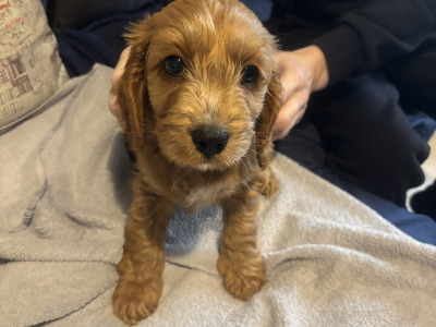 Vet check happy socialized Maltipoo x Cavapoo puppies in Longford