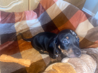 2 Dachshund puppies in Cavan