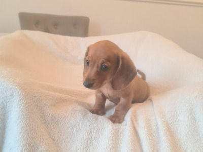 IKC Registered (pending)tiny minuture smooth haired Dachshund puppies