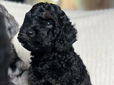 Beautiful F1b miniature Cockapoo puppies in Cavan – Very Rare Colours