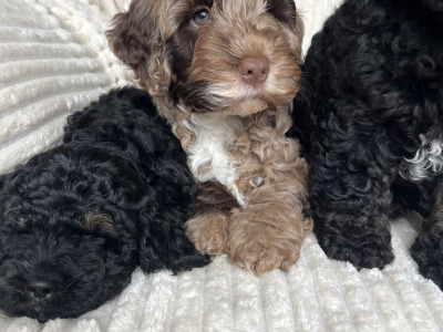 Beautiful F1b miniature Cockapoo puppies in Cavan – Very Rare Colours