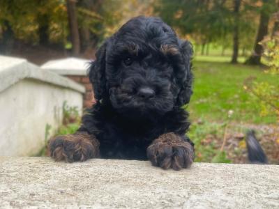 Beautiful F1b miniature Cockapoo puppies in Cavan – Very Rare Colours