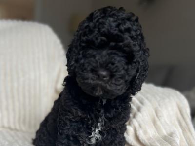 Beautiful F1b miniature Cockapoo puppies in Cavan – Very Rare Colours
