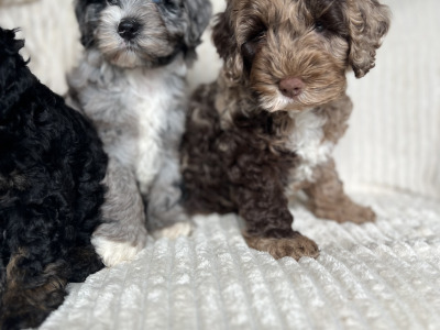 Beautiful F1b miniature Cockapoo puppies in Cavan – Very Rare Colours
