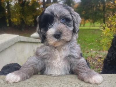 Beautiful F1b miniature Cockapoo puppies in Cavan – Very Rare Colours
