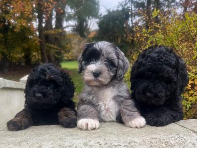 Beautiful F1b miniature Cockapoo puppies in Cavan – Very Rare Colours