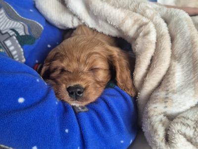 Miniature Cavapoo puppies in Cork