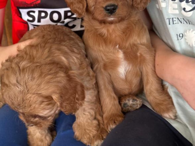 Miniature Cavapoo puppies in Cork