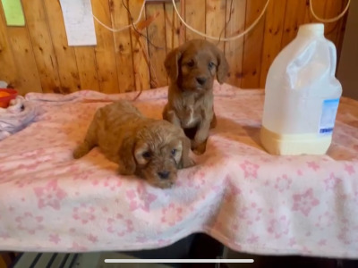 Miniature Cavapoo puppies in Cork