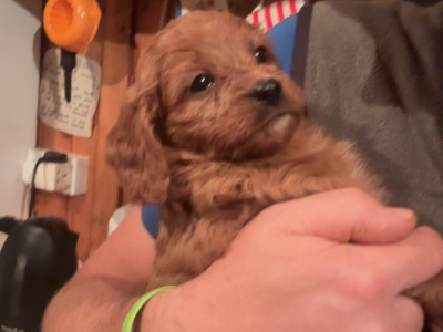 Miniature Cavapoo puppies in Cork