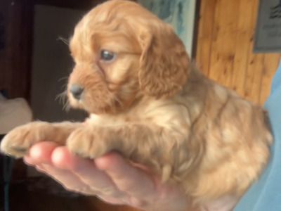 Miniature Cavapoo puppies in Cork