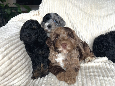 Beautiful F1b miniature Cockapoo puppies in Cavan – Very Rare Colours