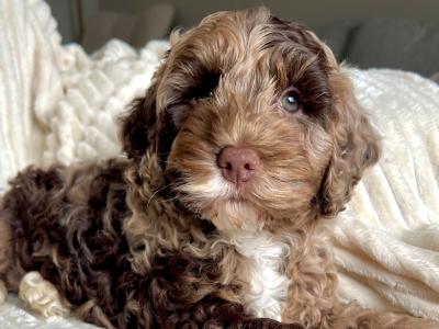 Beautiful F1b miniature Cockapoo puppies in Cavan – Very Rare Colours