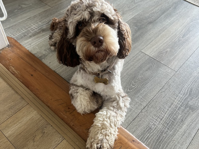 Beautiful F1b miniature Cockapoo puppies in Cavan – Very Rare Colours
