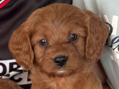 Miniature Cavapoo puppies in Cork