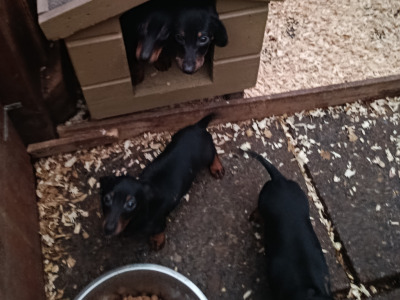 Miniature Dachshund puppies in Tipperary