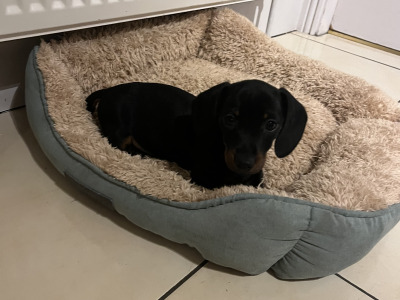 Adorable miniature Dachshund puppies in Laois