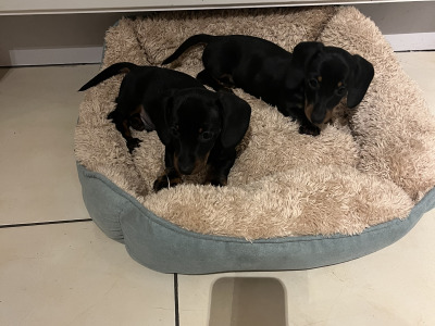 Adorable miniature Dachshund puppies in Laois